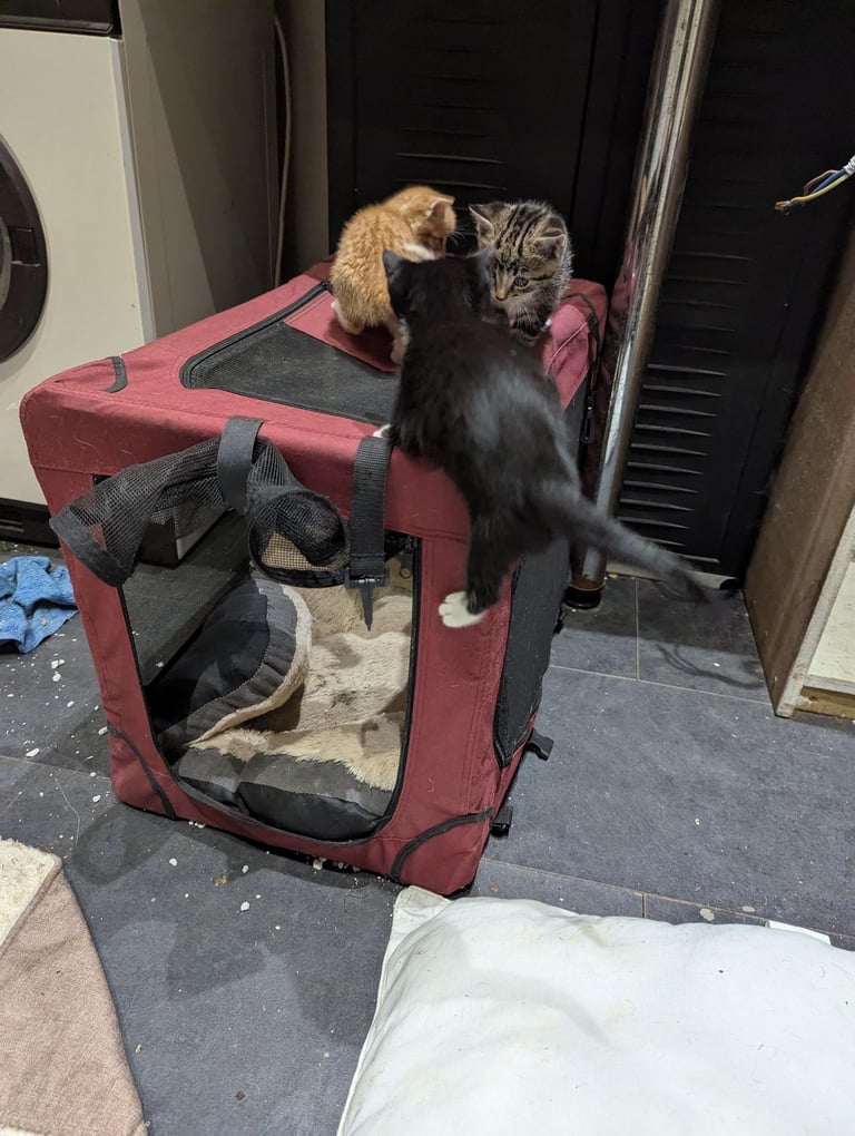 image for Kittens for sale 