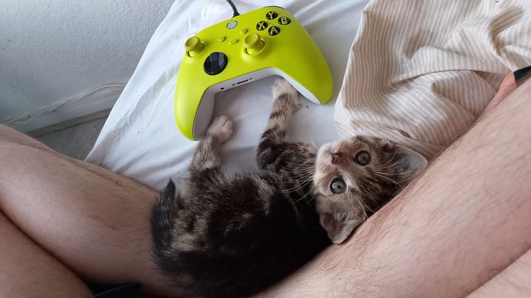 9 week old kitten needs a loving home