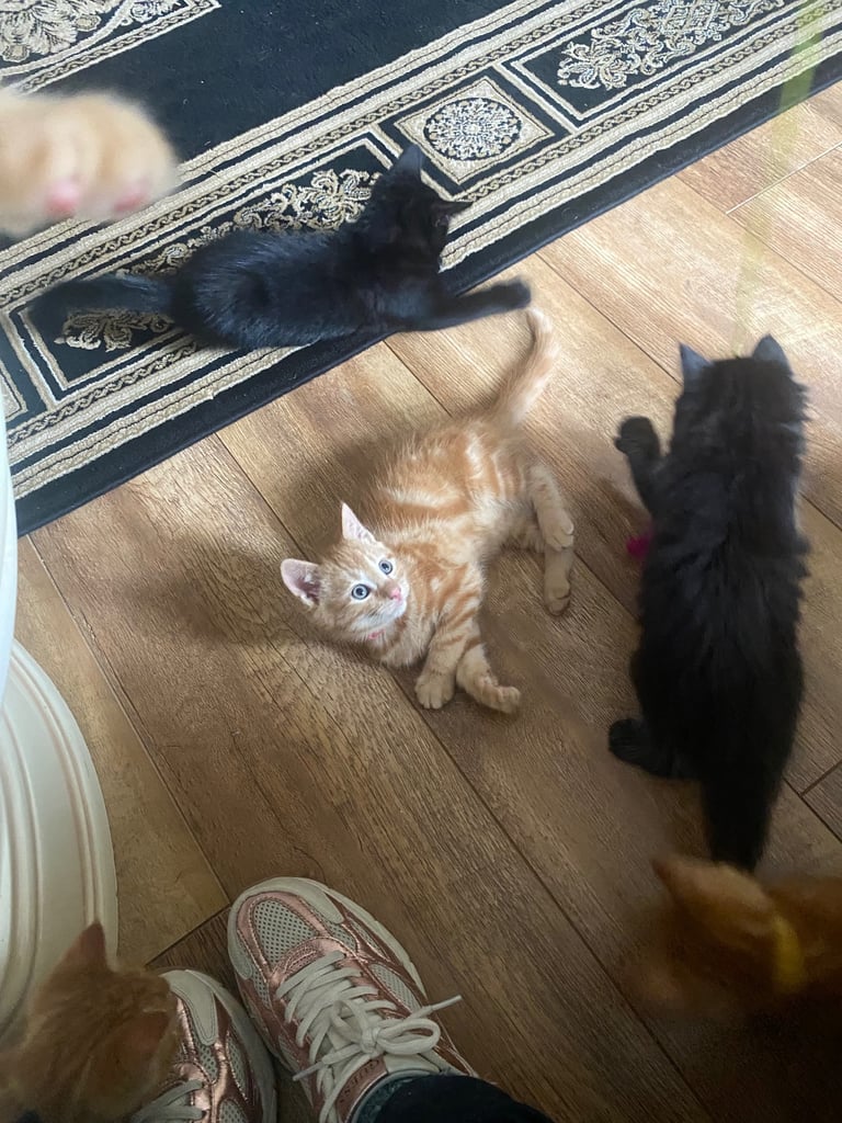 10 week old Kittens