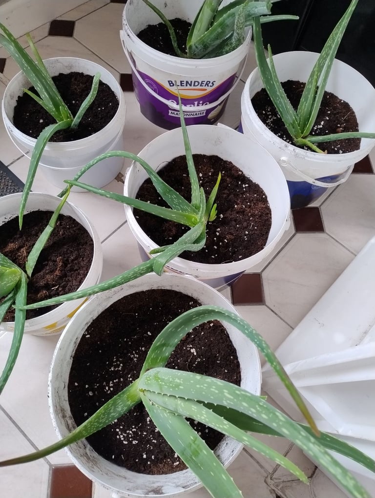 Variety of Aloe Vera Plants