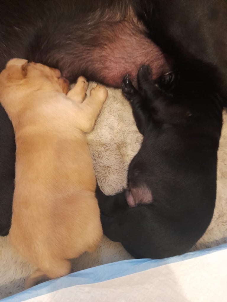 image for Labrador puppies