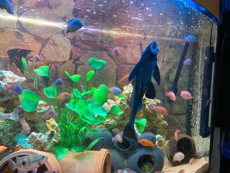 Tanks and fish for sale.