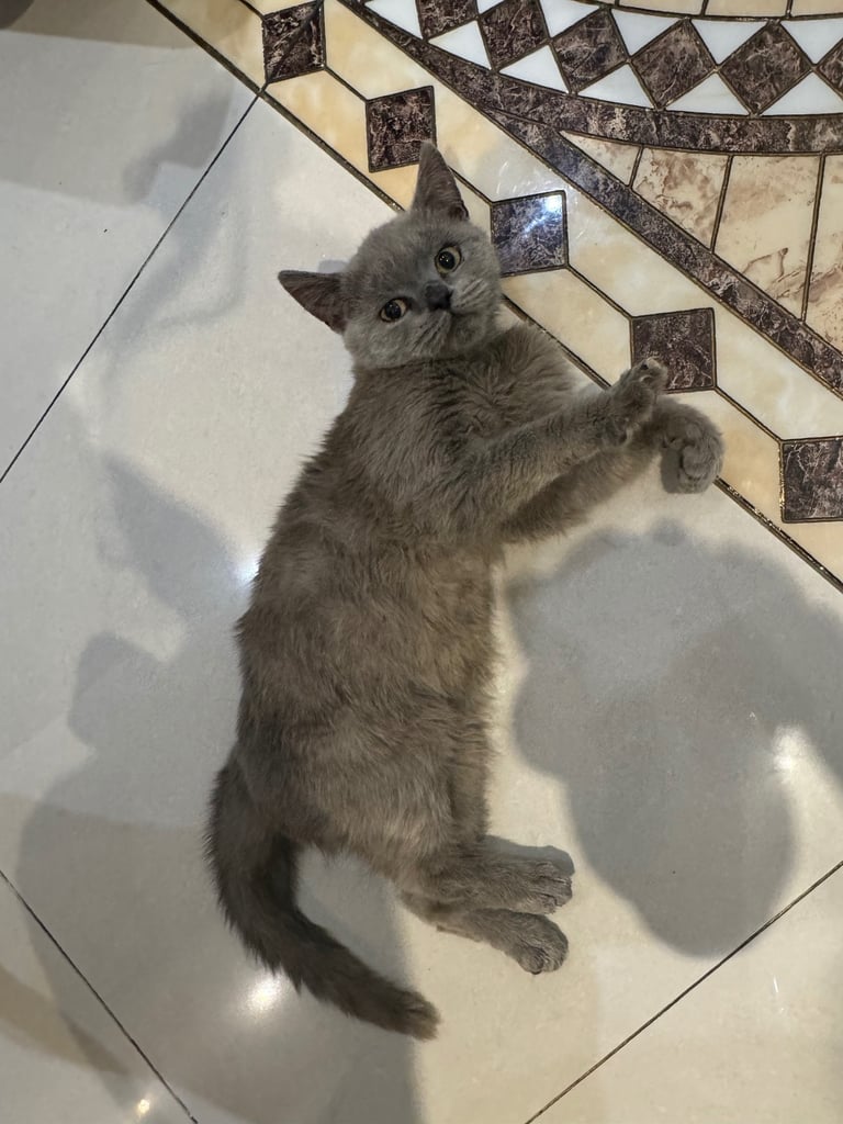 British short hair kittens 