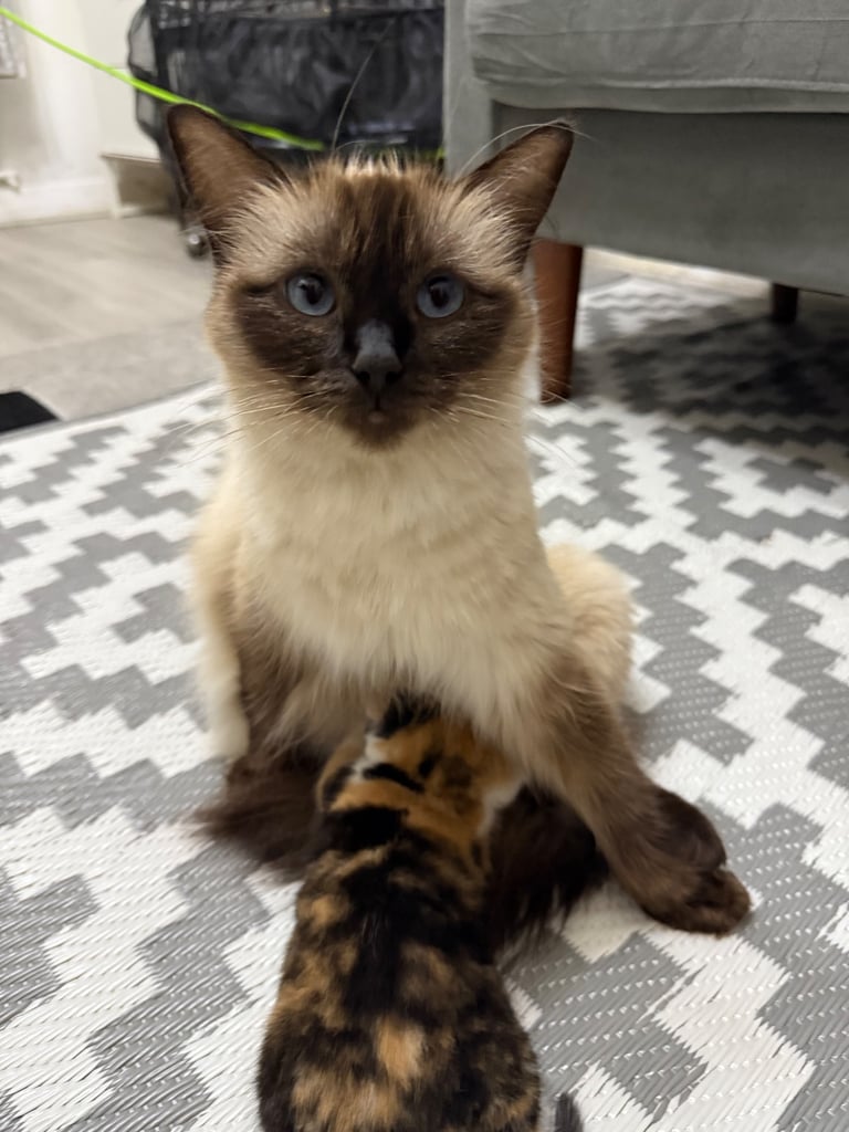 Male Half ragdoll kitten, looking for a lovely caring home