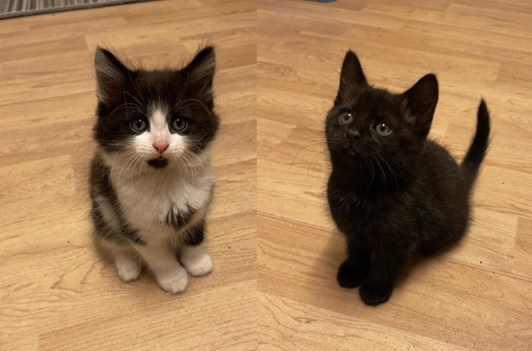 image for 2 Friendly Male kittens for sale