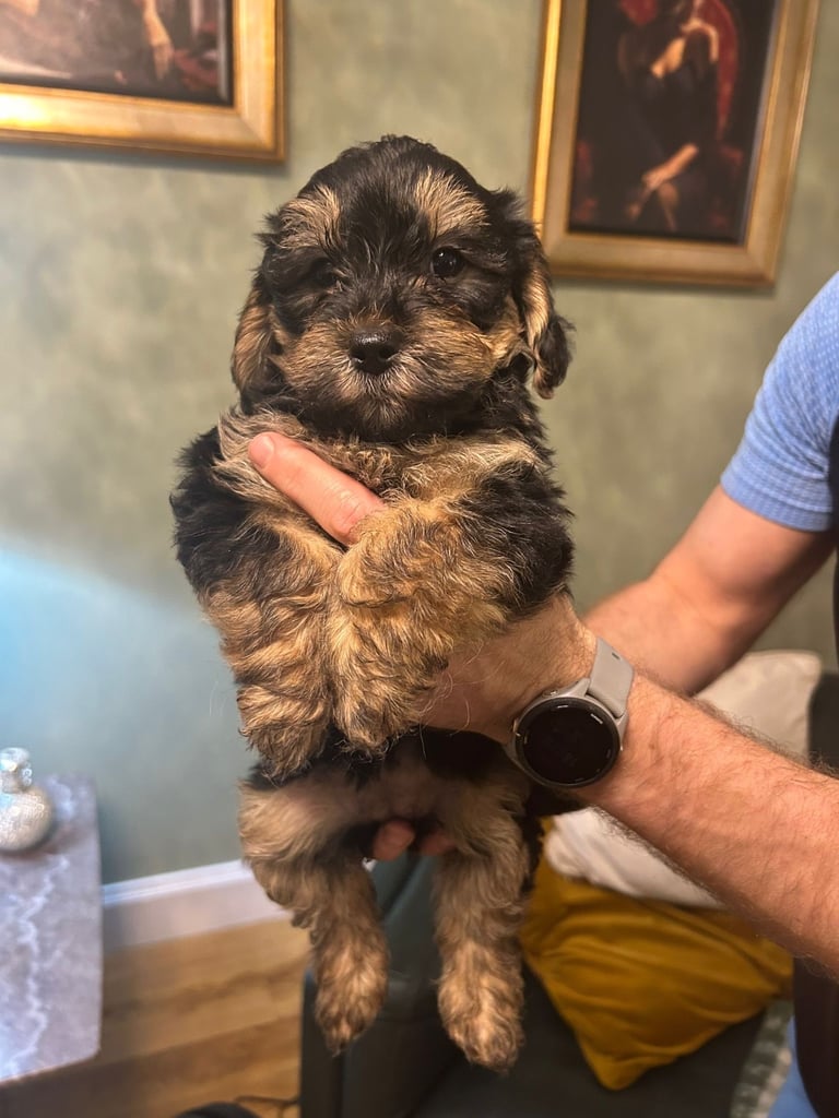 Yorkiepoo Puppies 