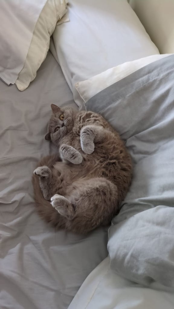 image for Lilac-gray british shorthair Dumpy
