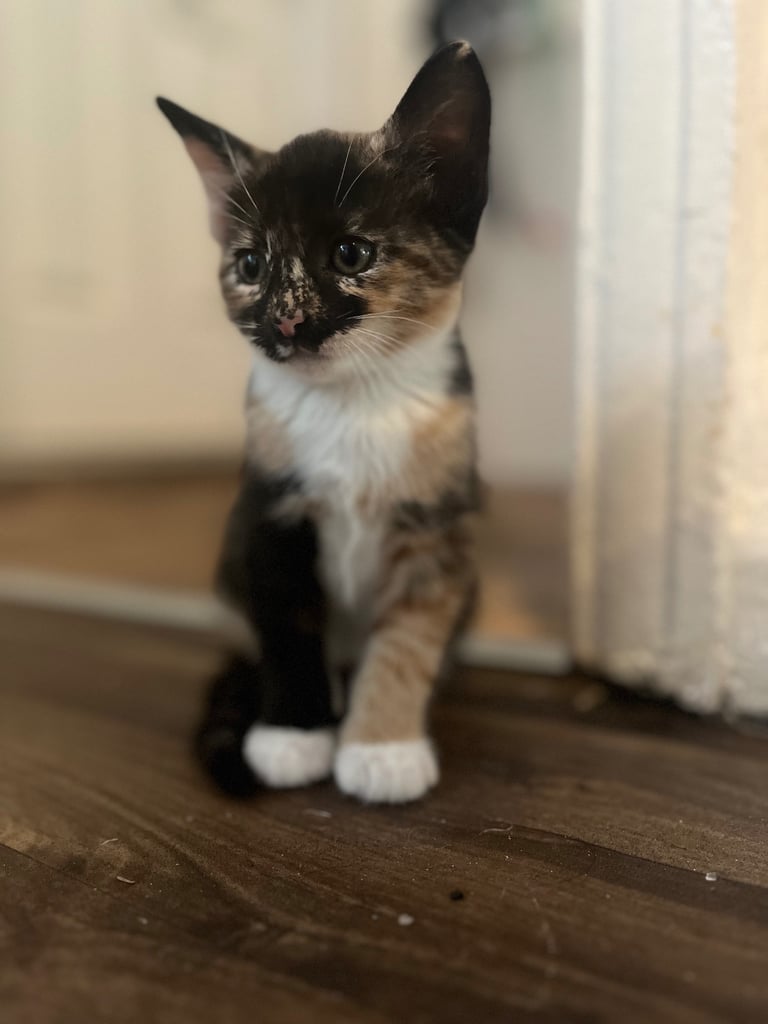 Adorable Bombay-mix kittens ready for loving homes