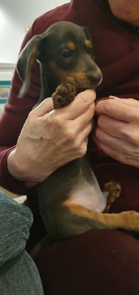 Adorable 2-Month-Old Dachshund Puppy - Seeking Loving Home