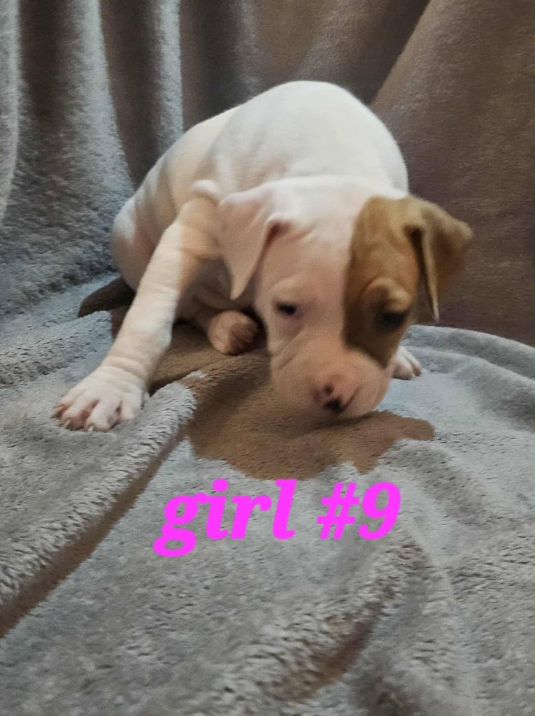 American bulldog puppies ❇️£395 read the info❇️