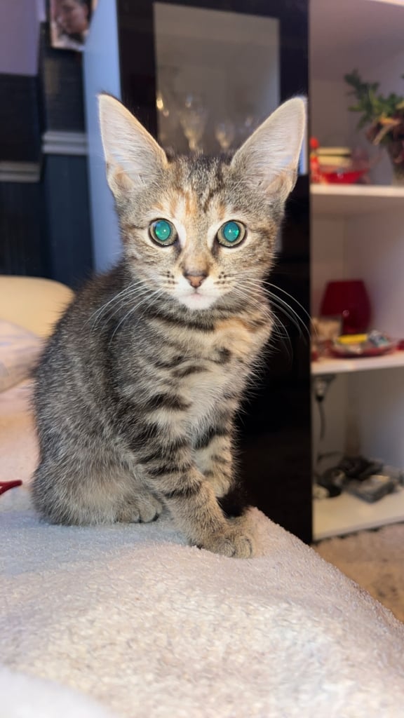 1 beautiful kitten❤️❤️