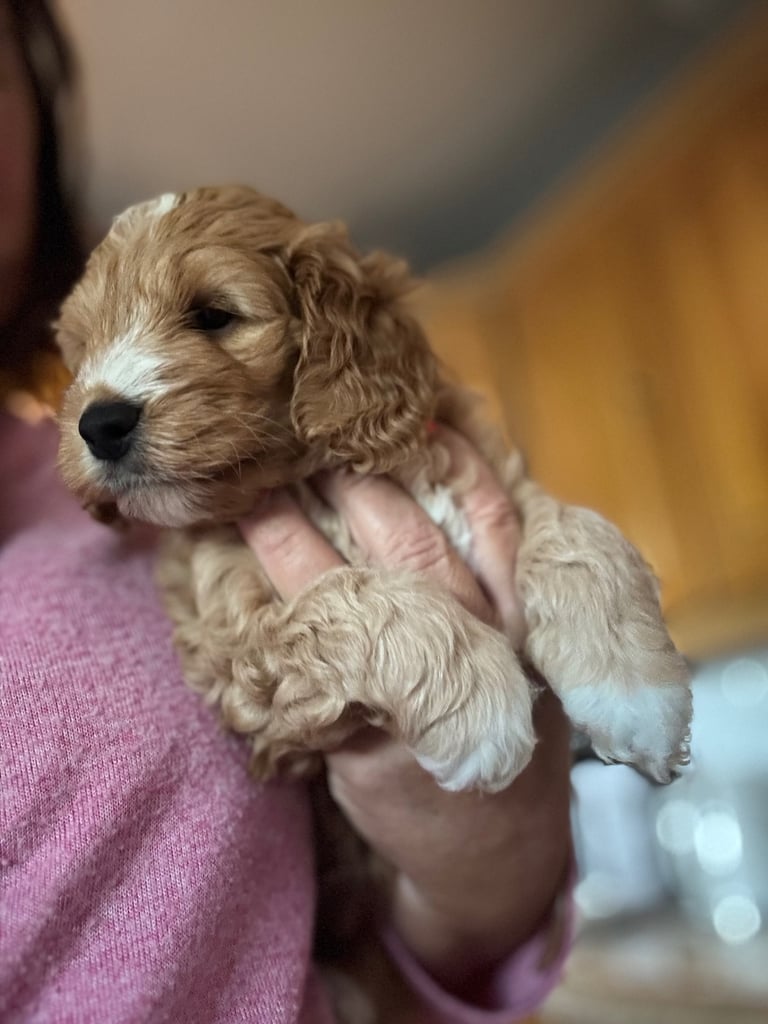 image for mini golden doodle / cockerpoo cross puppies one boy one girl 