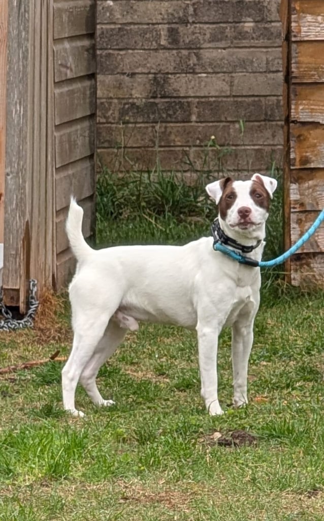 Patterdale Terrier - Male - 1 year Old