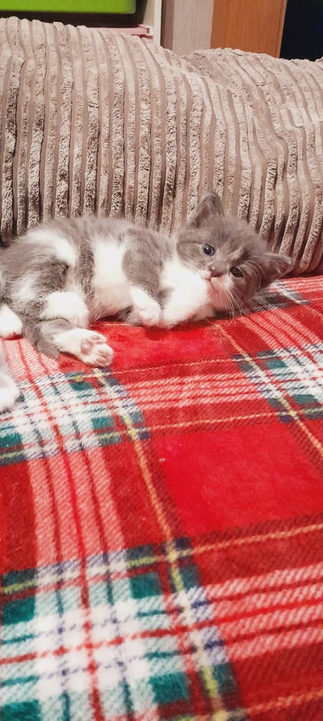 Kittens 