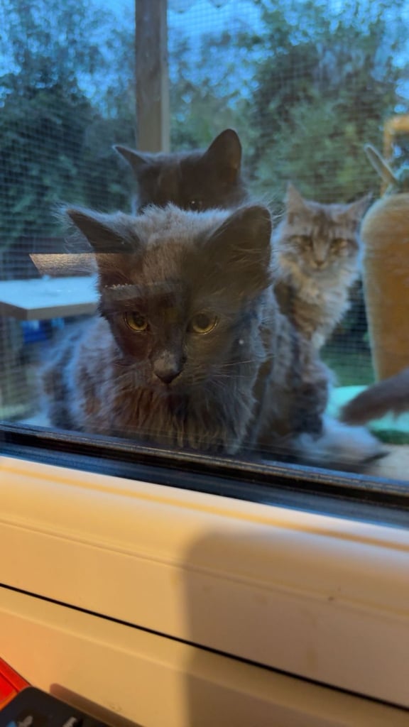 Maincoon x ragdoll kitten 16 weeks 