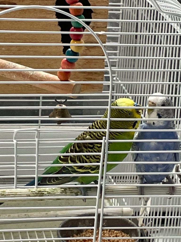 image for Cage with birds 