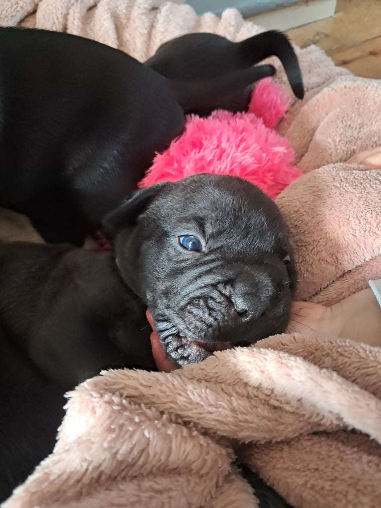 Frenchbulldog cross puppies 5 left 