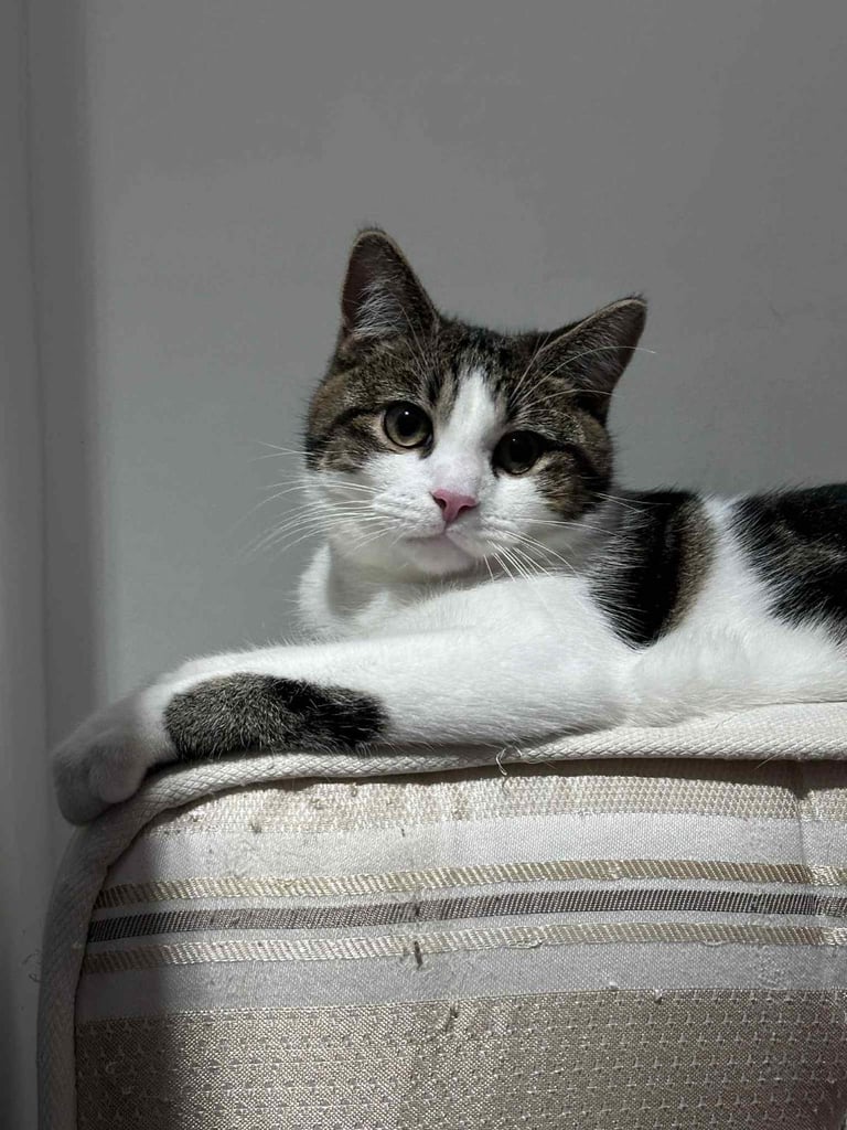 Male kitten ( Tabby)