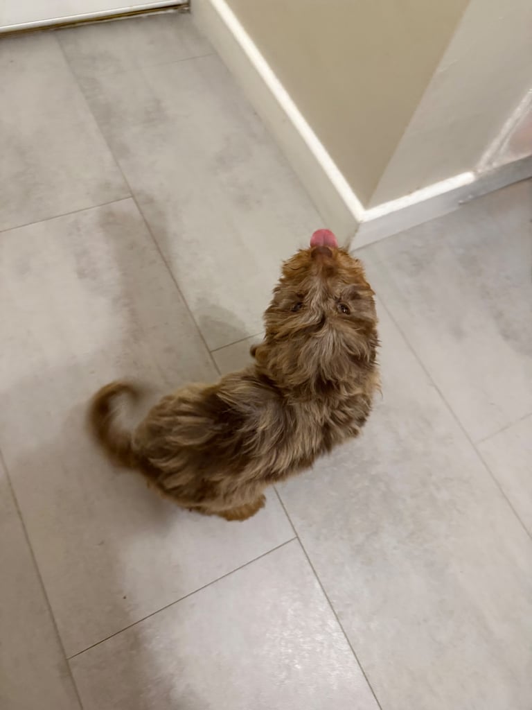 RESERVED 🩷 F1 Female Chocolate Merle Cockapoo Puppy