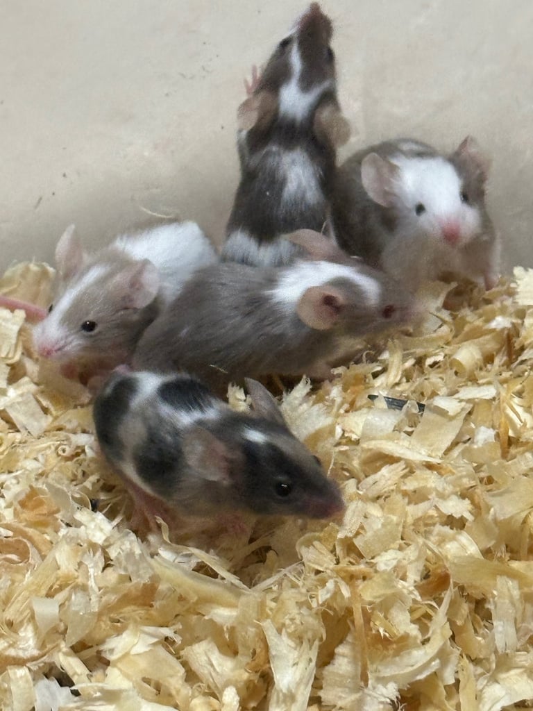 4 females and 9 males 