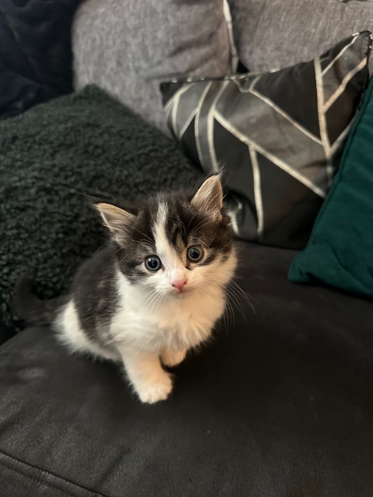 Fluffy kittens 2 Girls Available 