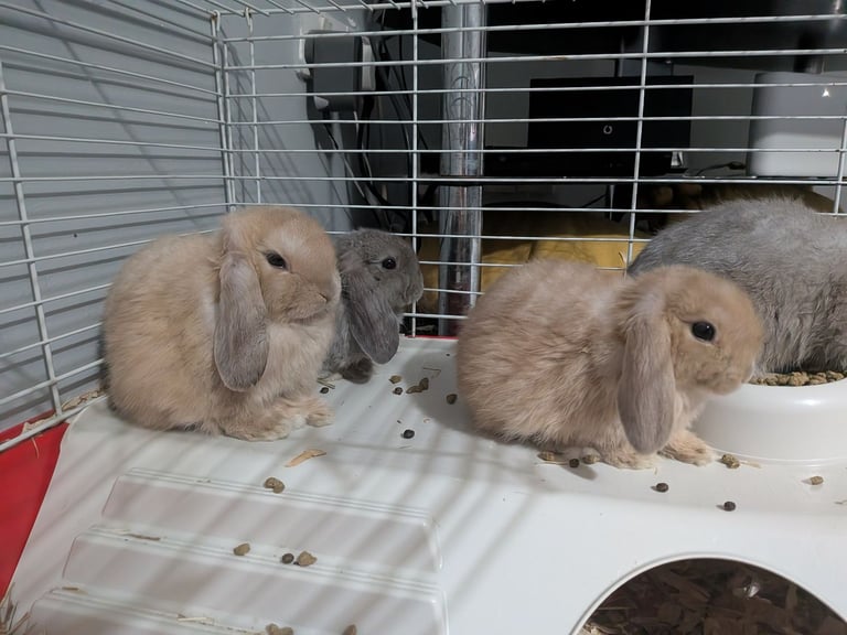Baby mini lops for sale £60
