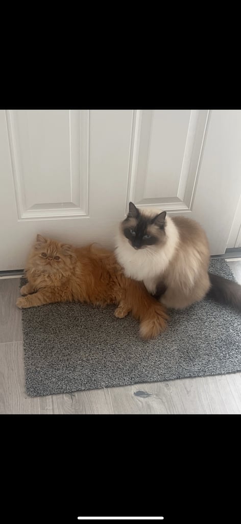 Ragdoll cat + Persian cat available 