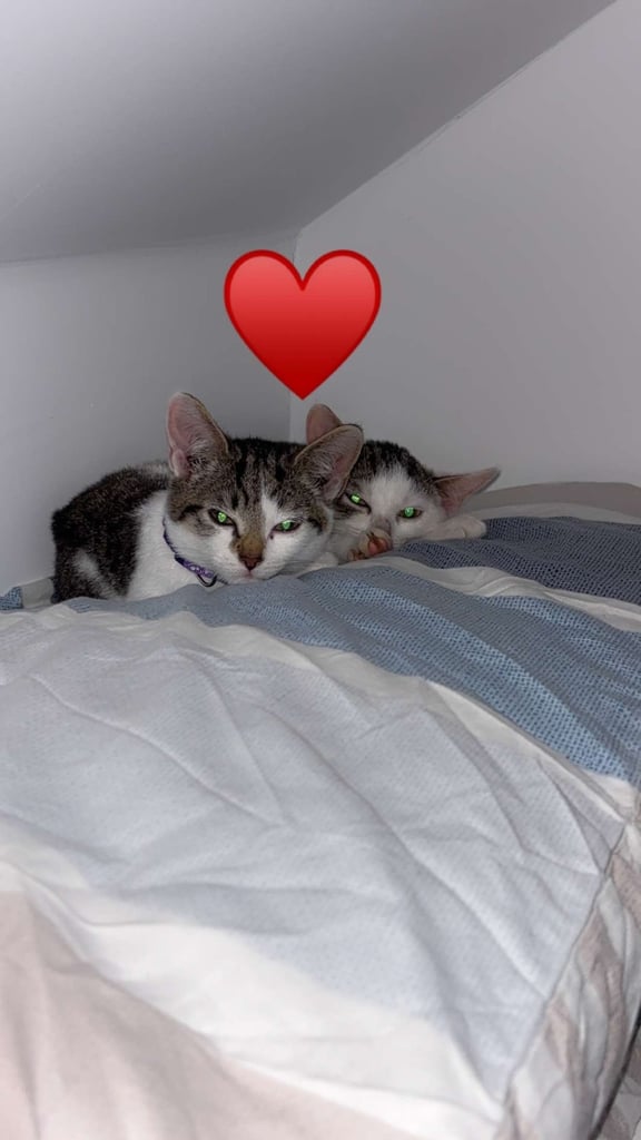 image for 2 white kittens for sale 