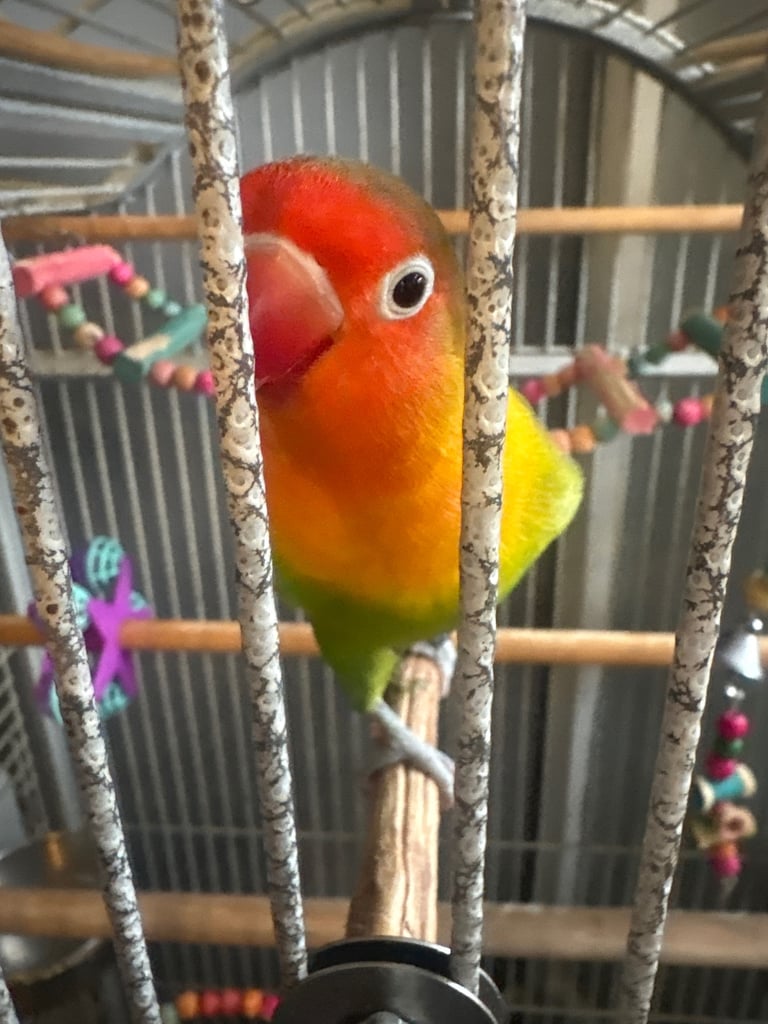 Love bird and cage 