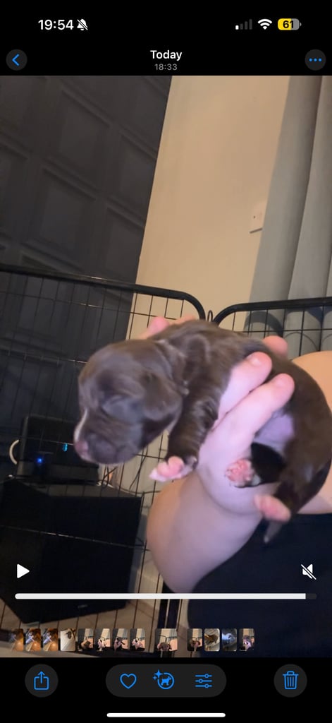 Cocker spaniel puppies