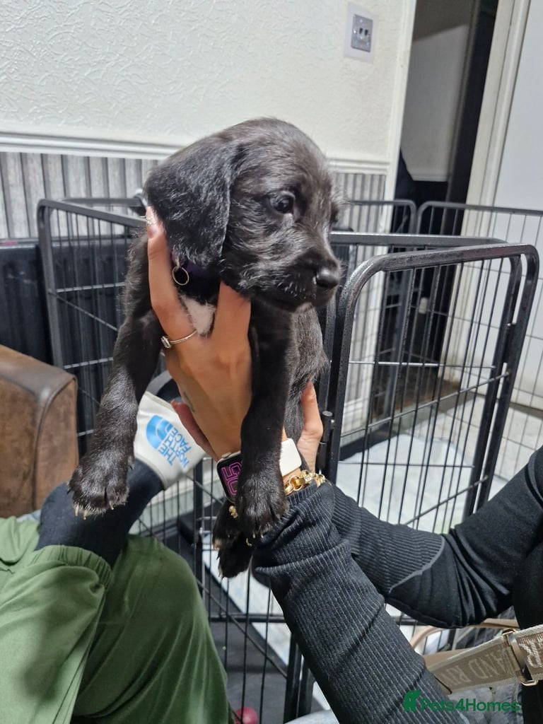 image for Labradoodle puppy