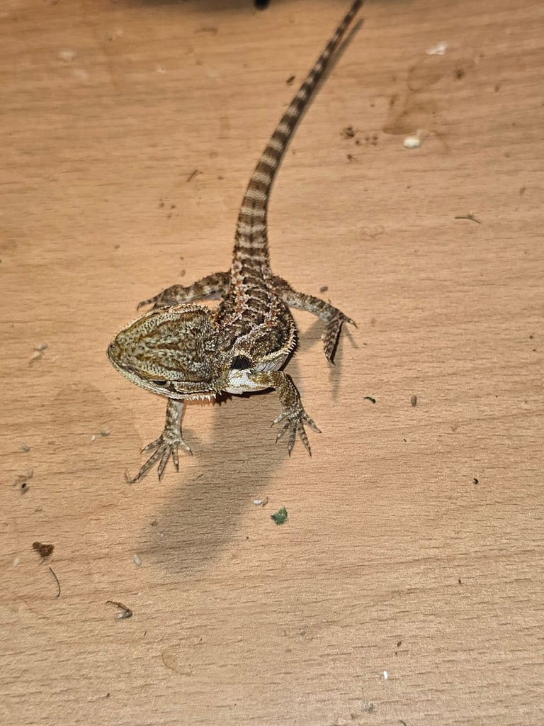 Baby bearded dragon with tint red 2 for £90