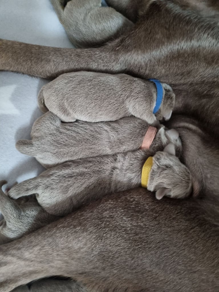 Silver labrador's KC