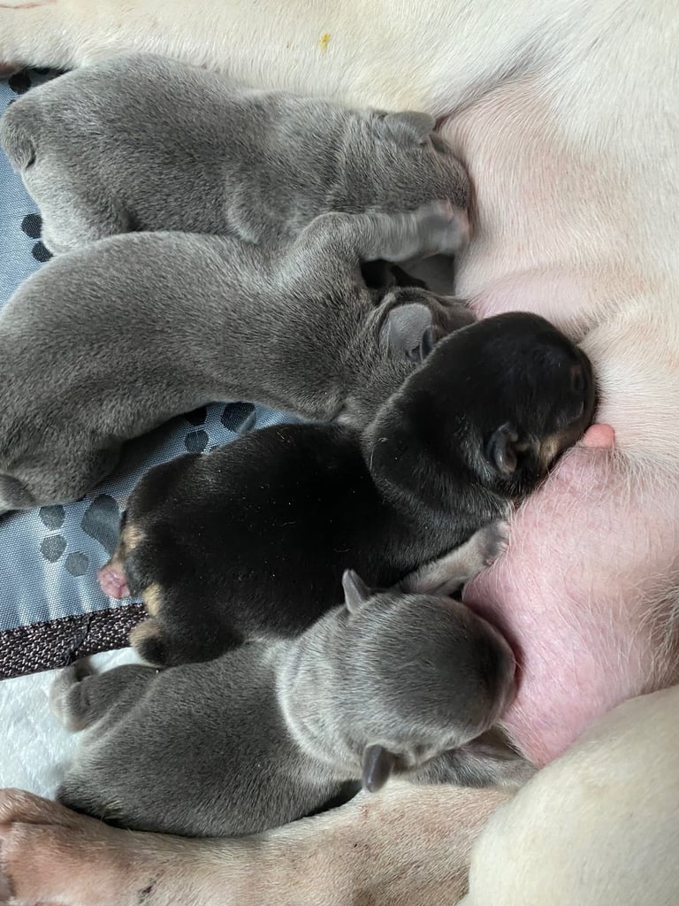 Stunning French bulldog puppies looking for their new forever home. 
