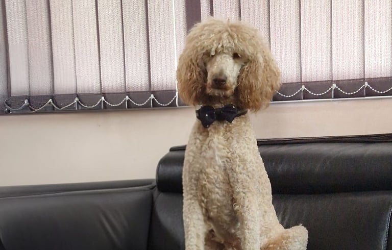 Female standard poodle,health tested, 2 years old