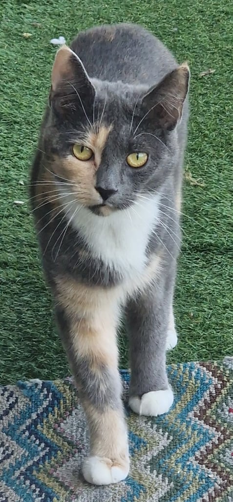 3 cats to be rehomed this weekend