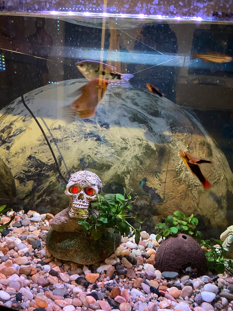 Aquarium with fish