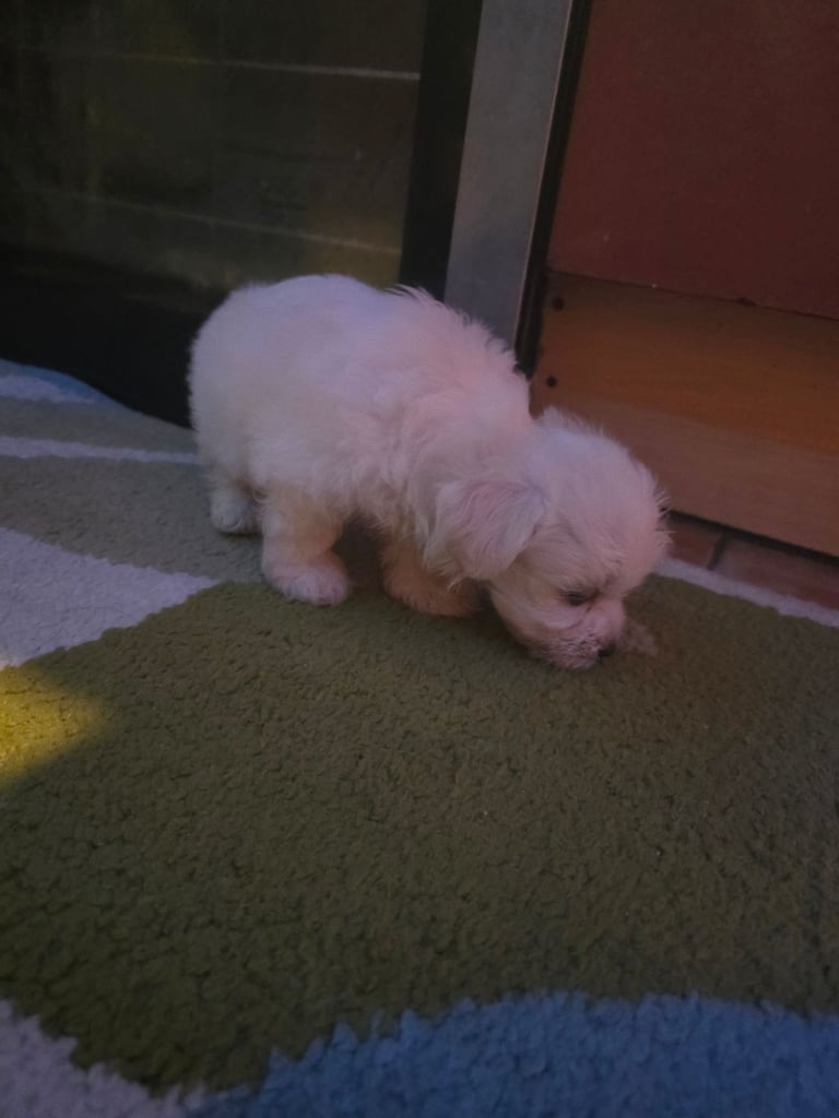 Puppy Maltese 8 weeks old ready to go now!