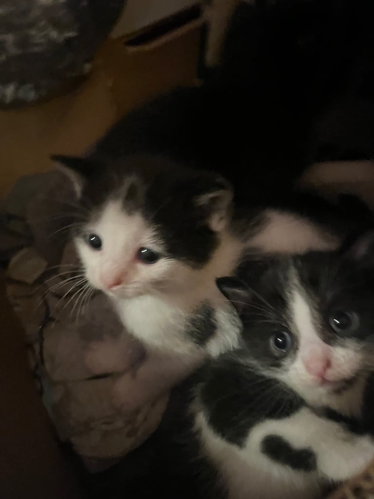 Female cat and kittens need new homes 