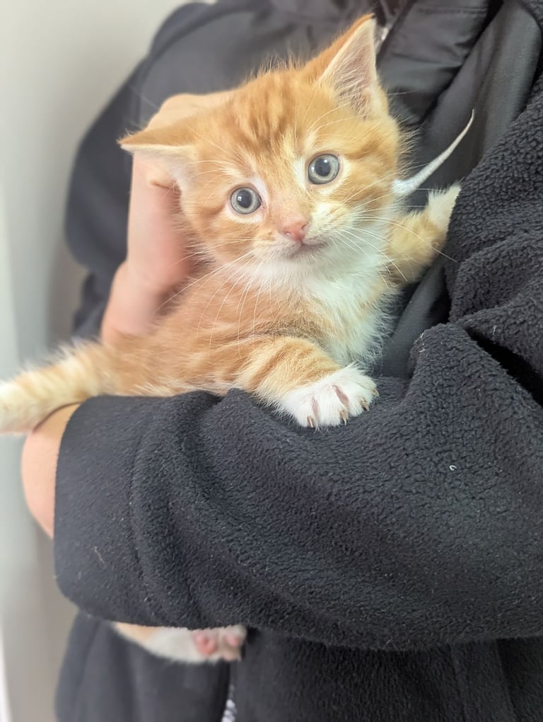 Two lovely ginger kittens 