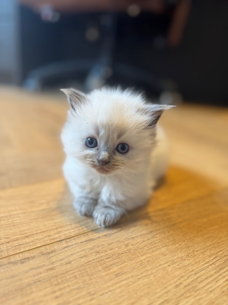 image for Ragdoll kittens Purebred 