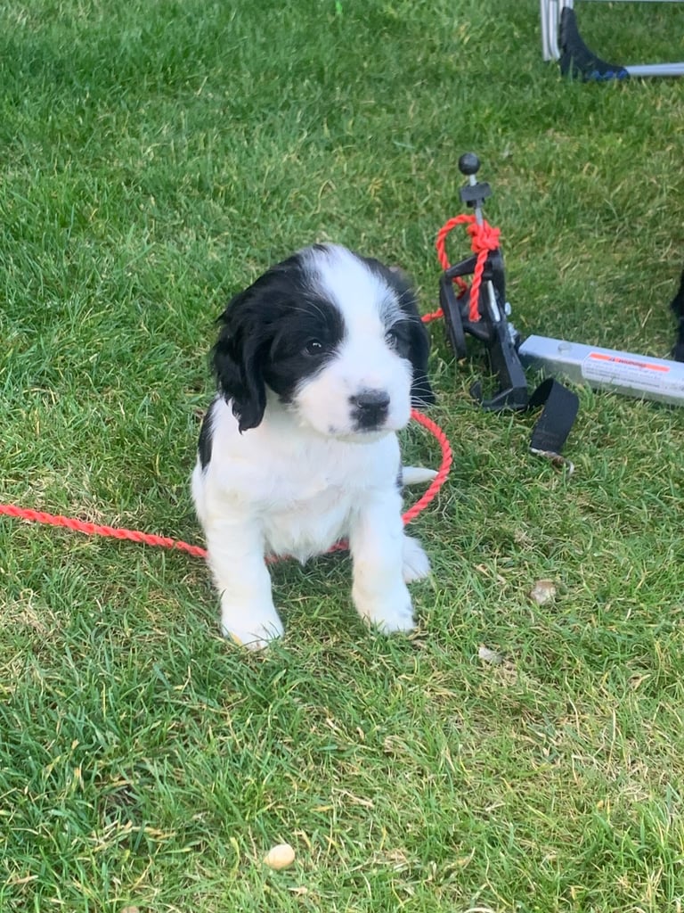 Cocker spaniel puppies 