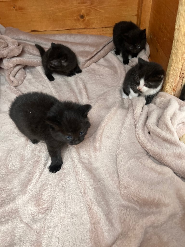 Kittens for sale 