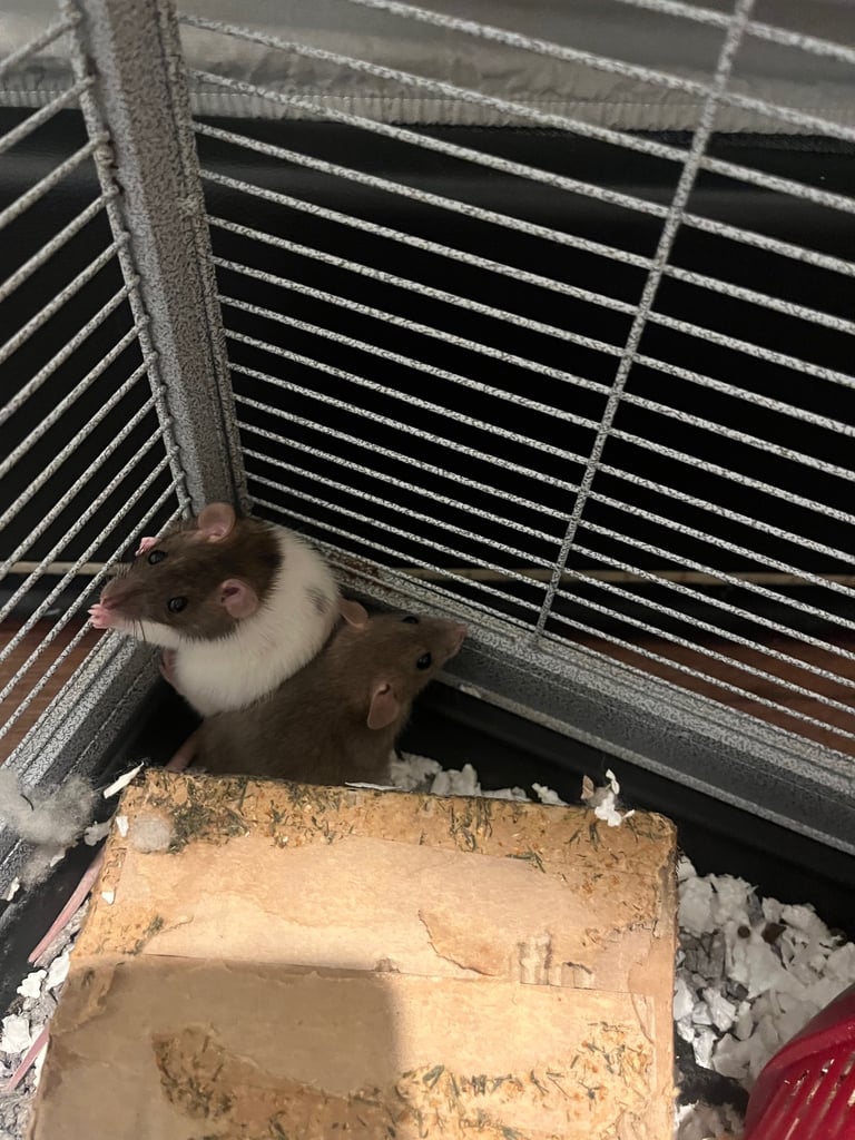 Female Dumbo rats 