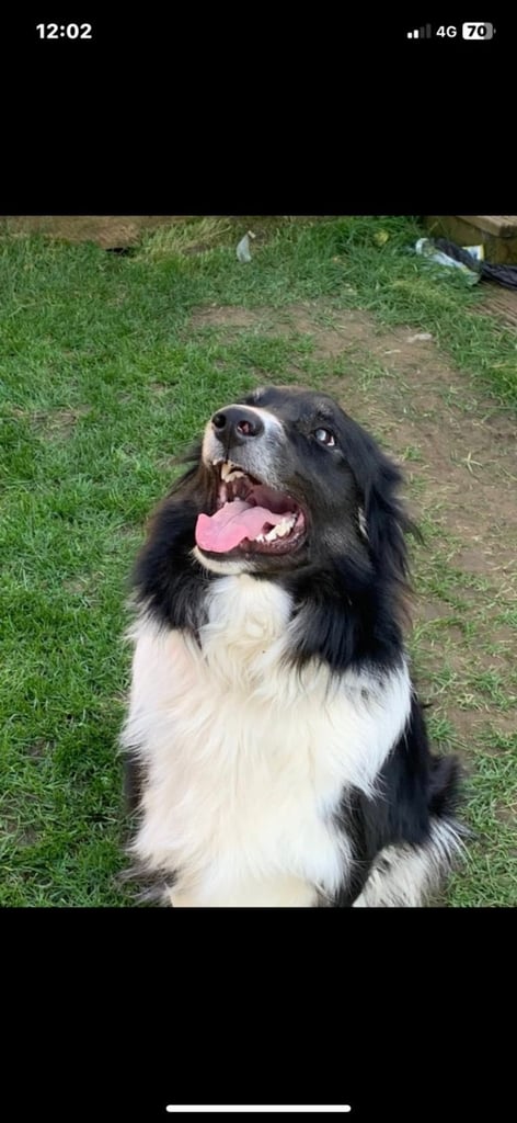 Gorgeous female Border Collie NOW REDUCED !!!!!!!!!!!!!!!!!
