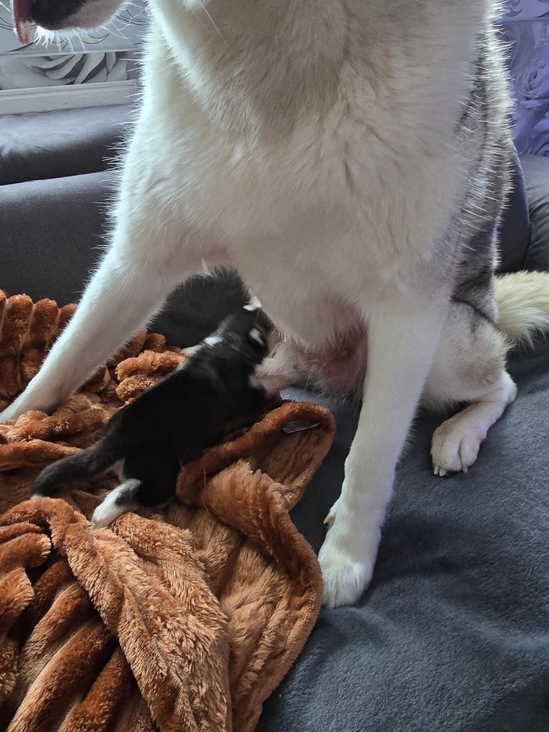 New born Siberian Husky puppy for sale, healthy and ready to go home in 8 weeks.