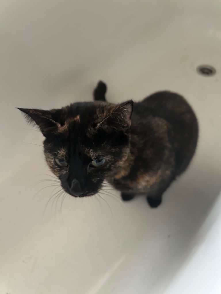 Female Domestic short haired tabby cat