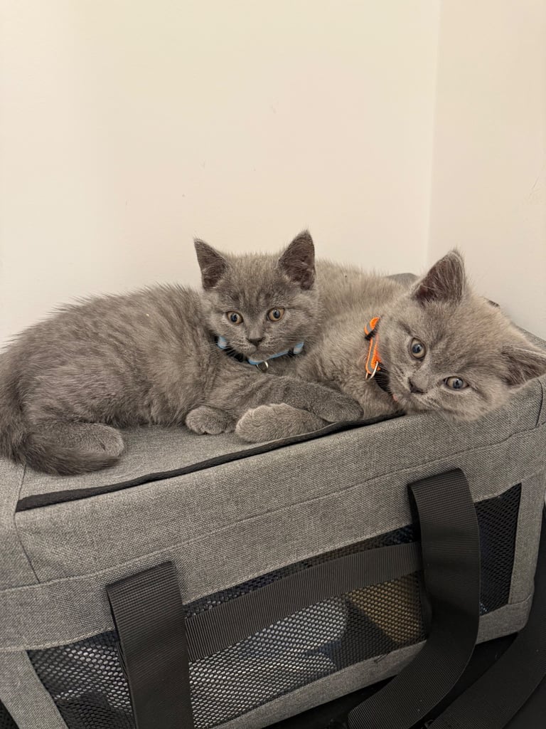 Gorgeous Blue Kittens – British Shorthair x Russian Blue Mix 