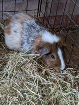 Male guinea pig, cage and full setup 