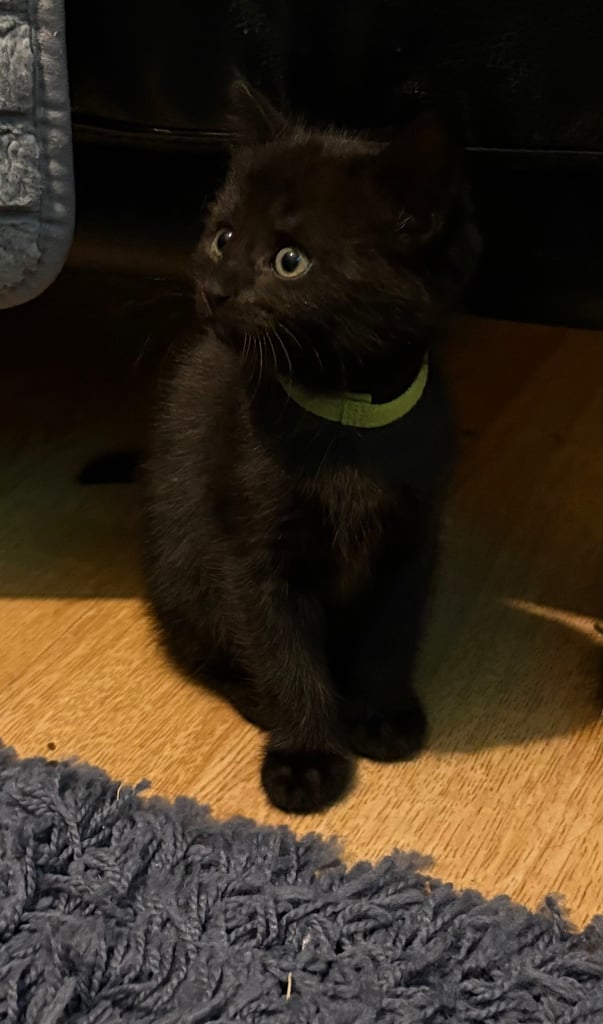 Bengal cross kittens 